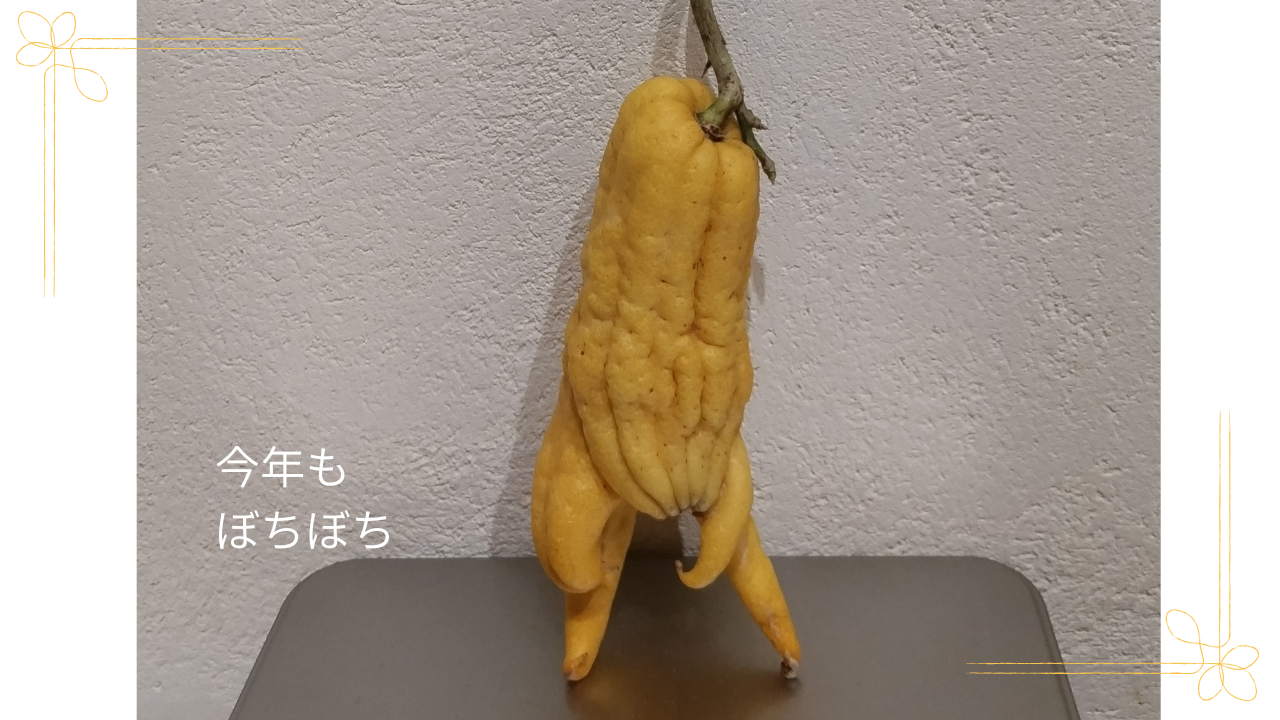 佛手柑を飾った様子。今年もぼちぼち。